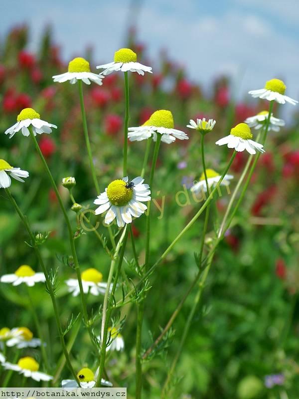 Heřmánek květ celý